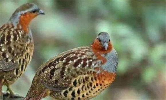 竹雞是保護(hù)動(dòng)物嗎？