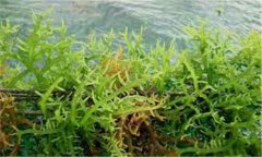 石花菜是什么植物 為什么說石花菜的用途廣泛