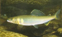 香魚是什么魚，香魚的主要產(chǎn)地在哪里？