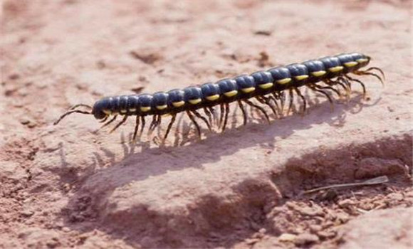 千足蟲(chóng)和蜈蚣的區(qū)別