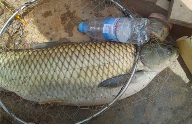 釣草魚(yú)餌料配方 草魚(yú)的功效與作用