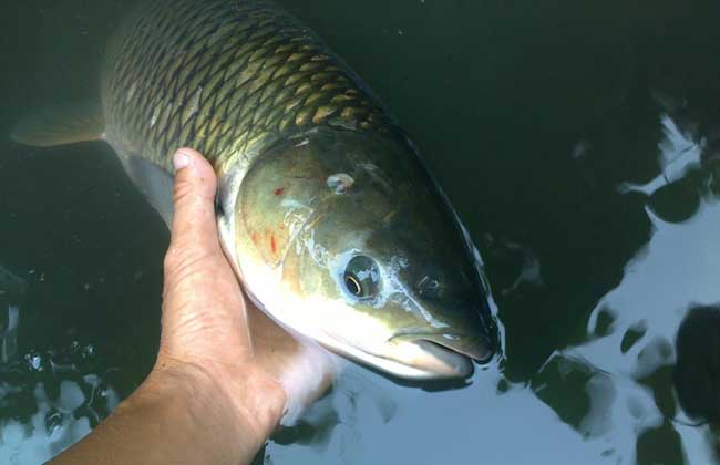 草魚吃什么餌料？