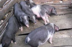 關(guān)嶺豬的產(chǎn)地、品種介紹，關(guān)嶺豬高效養(yǎng)殖技術(shù)