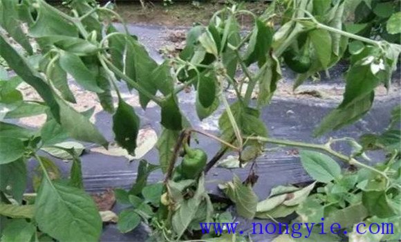 蔬菜疫病病原及發(fā)生規(guī)律