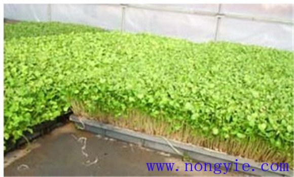 種植蘿卜苗的溫、濕度管理