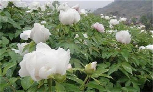 白芍種植技術(shù)、方法與主要步驟