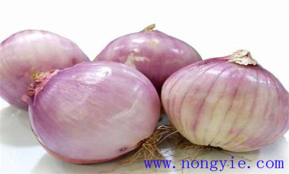 圓蔥的生長時(shí)間