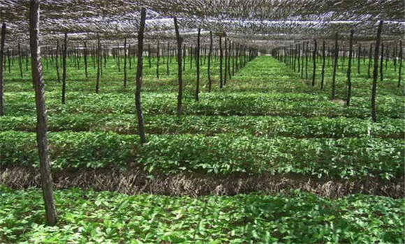 人參生長(zhǎng)需要的光照、溫度環(huán)境