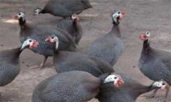 珍珠雞雛雞養(yǎng)殖、繁殖與飼養(yǎng)方法