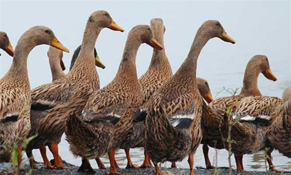 麻鴨養(yǎng)殖技術