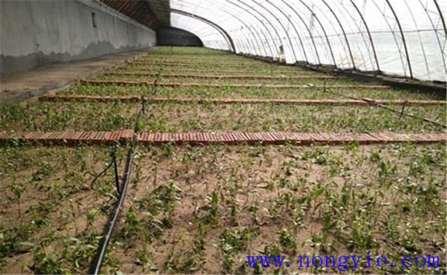 大棚枸杞如何整地筑畦