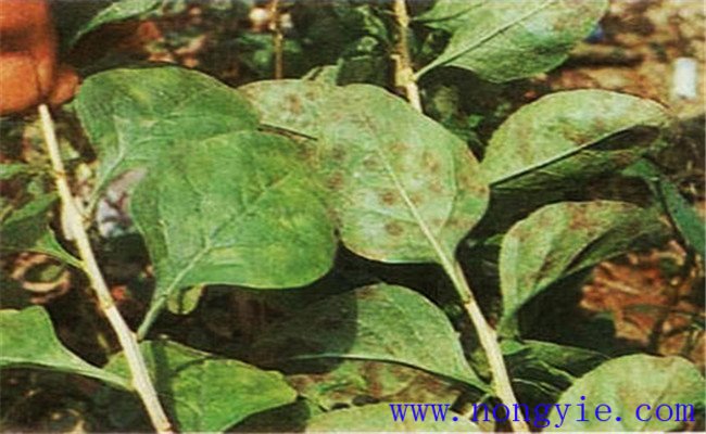 枸杞樹(shù)霉斑病