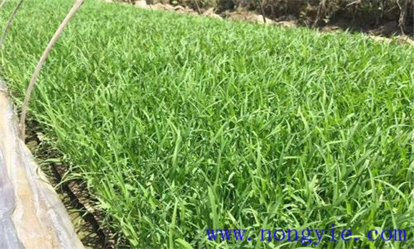 大棚黃瓜、水稻、菠菜高效種植模式簡介