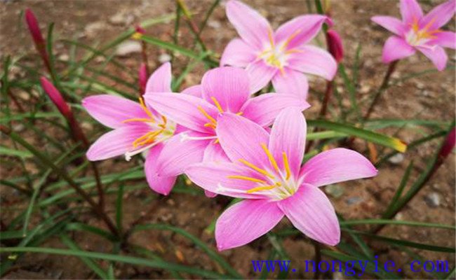 風(fēng)雨蘭的種植方法