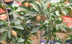 人心果如何種植？人心果繁殖方法是什么？