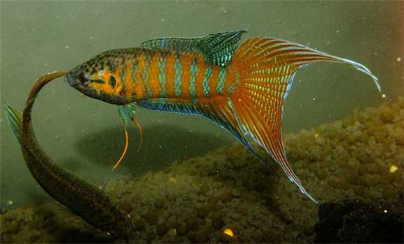 中國(guó)斗魚怎么養(yǎng)