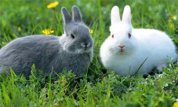 家兔怎么養(yǎng)