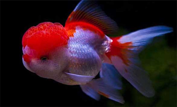 金魚(yú)怎么分公母