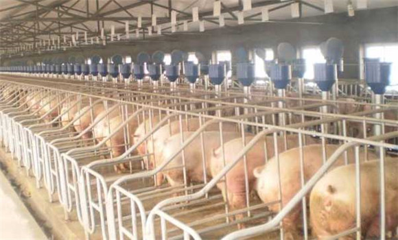 規(guī)?；B(yǎng)豬場建設(shè)