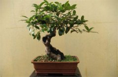 家庭陽臺盆栽桂花如何養(yǎng)護?