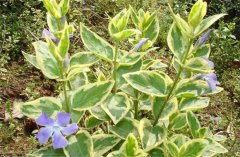 花葉常春藤的養(yǎng)殖方法和注意事項(xiàng)