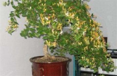 盆栽金銀花種植技術(shù) 金銀花是否嬌氣難養(yǎng)？