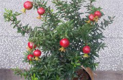 盆栽石榴怎樣進(jìn)行修剪整形？