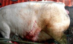 怎樣防治母豬產(chǎn)后子宮內(nèi)膜炎，主要癥狀是什么