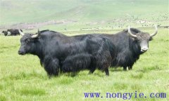 牦牛十大傳染病都是哪些？如何防治牦牛傳染病