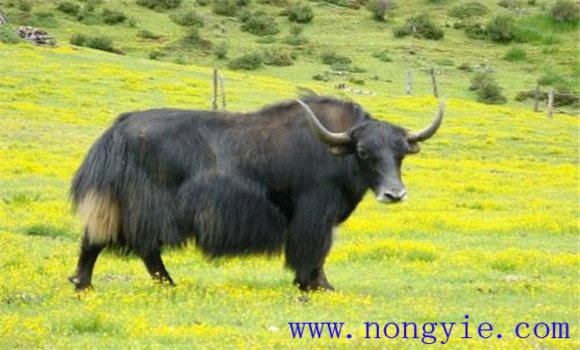 引起急性死亡、死亡率高的牦牛疾病有哪些