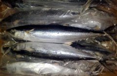 馬鮫魚產(chǎn)地在哪里、有哪些種類 能人工養(yǎng)殖嗎？