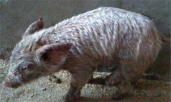 如何治療仔豬滲出性皮炎，有哪些類型與癥狀？