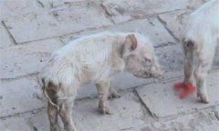 仔豬腹瀉怎么治療？哺乳仔豬飼養(yǎng)管理技術(shù)要點(diǎn)