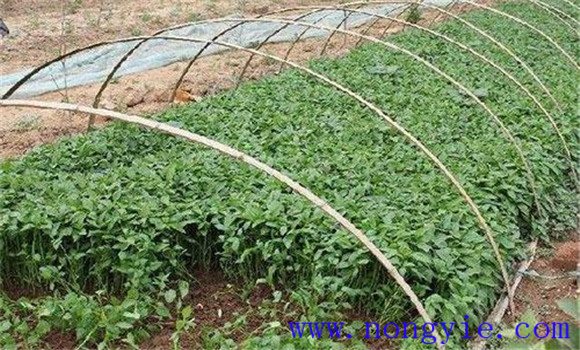 青椒播種育苗技術(shù)要點