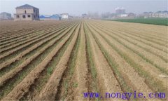 大蔥育苗方法和時間溫度如何掌握 大蔥如何育苗