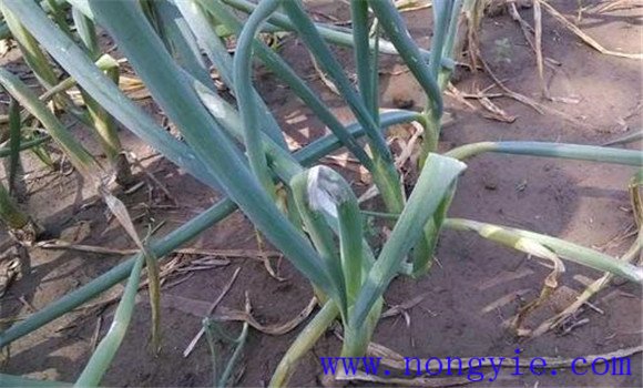 大蔥黃矮病危害癥狀
