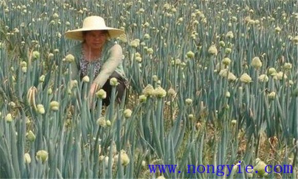 大蔥采種技術，為你講述大蔥留種技術