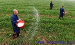 小麥如何合理施肥，需要注意幾點(diǎn)？