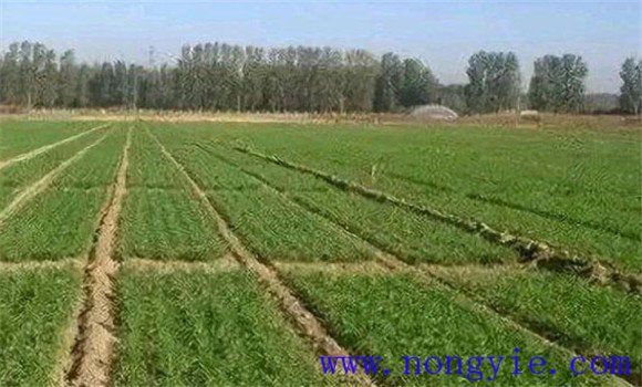 綜合防治小麥紋枯病、全蝕病