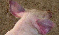 豬藍(lán)耳病的癥狀是什么，豬藍(lán)耳病怎么治療？