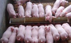 如何治療斷奶后仔豬腹瀉，有哪些預(yù)防措施？