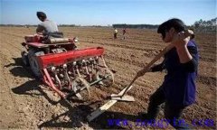 種小麥用什么底肥好 小麥種植要施足底肥嗎？