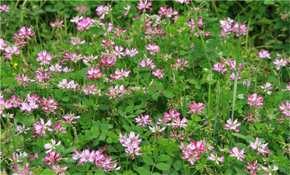 紫云英栽培技術要點