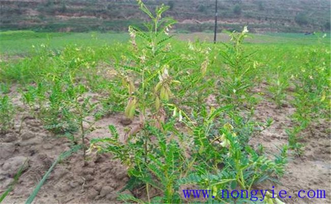 間苗、定苗、補(bǔ)苗