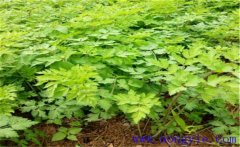 當(dāng)歸種植多久采收？當(dāng)歸需要什么樣的生長(zhǎng)條件