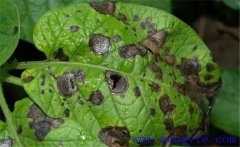 馬鈴薯早疫病有哪些癥狀？防治措施是什么？