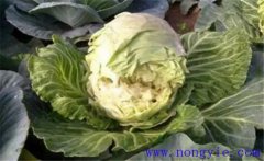 甘藍裂球怎么回事？如何防治甘藍裂球？