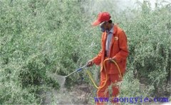 枸杞如何?；ū９?？怎樣對枸杞葉面噴施葉面肥