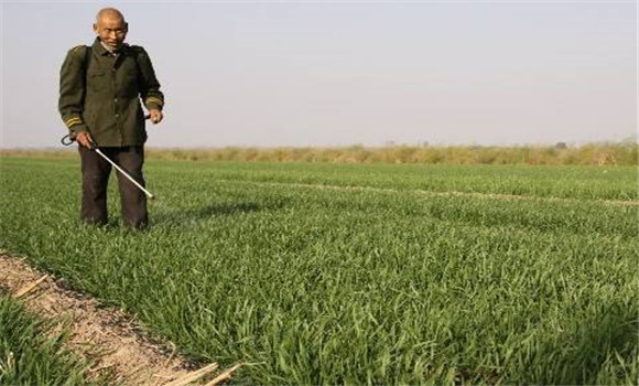 小麥冬前除草技術