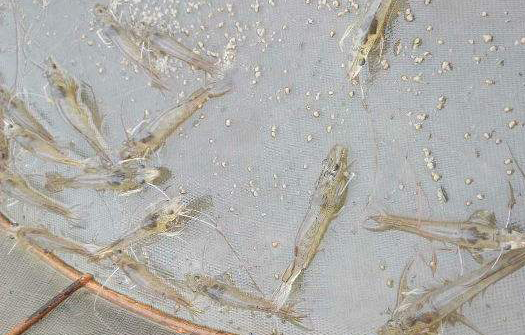 南美白對蝦養(yǎng)殖技術